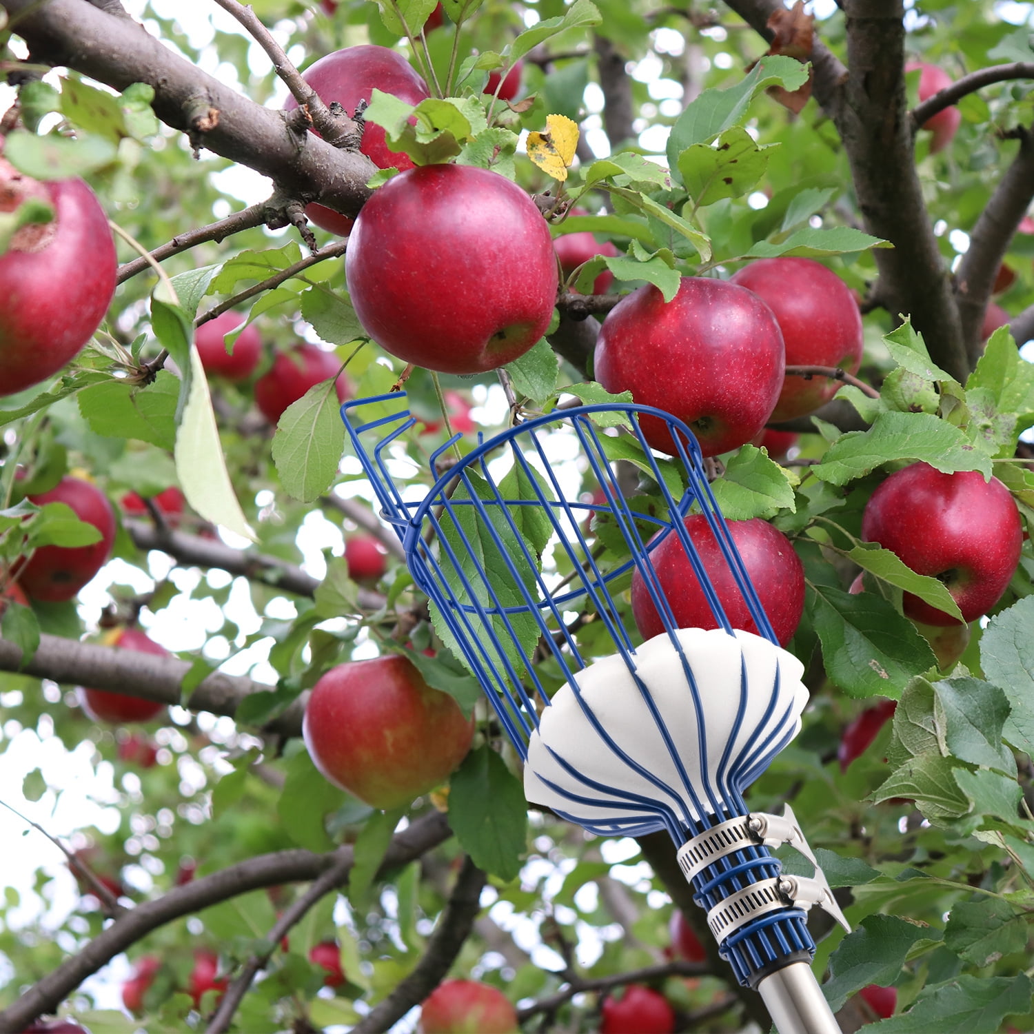 Cooltop Fruit Picker, 13 FT Picker Pole with Basket, Adjustable Fruit  Picker Tool with Stainless Steel Connecting Pole with Foam Pad, Metal Clamp