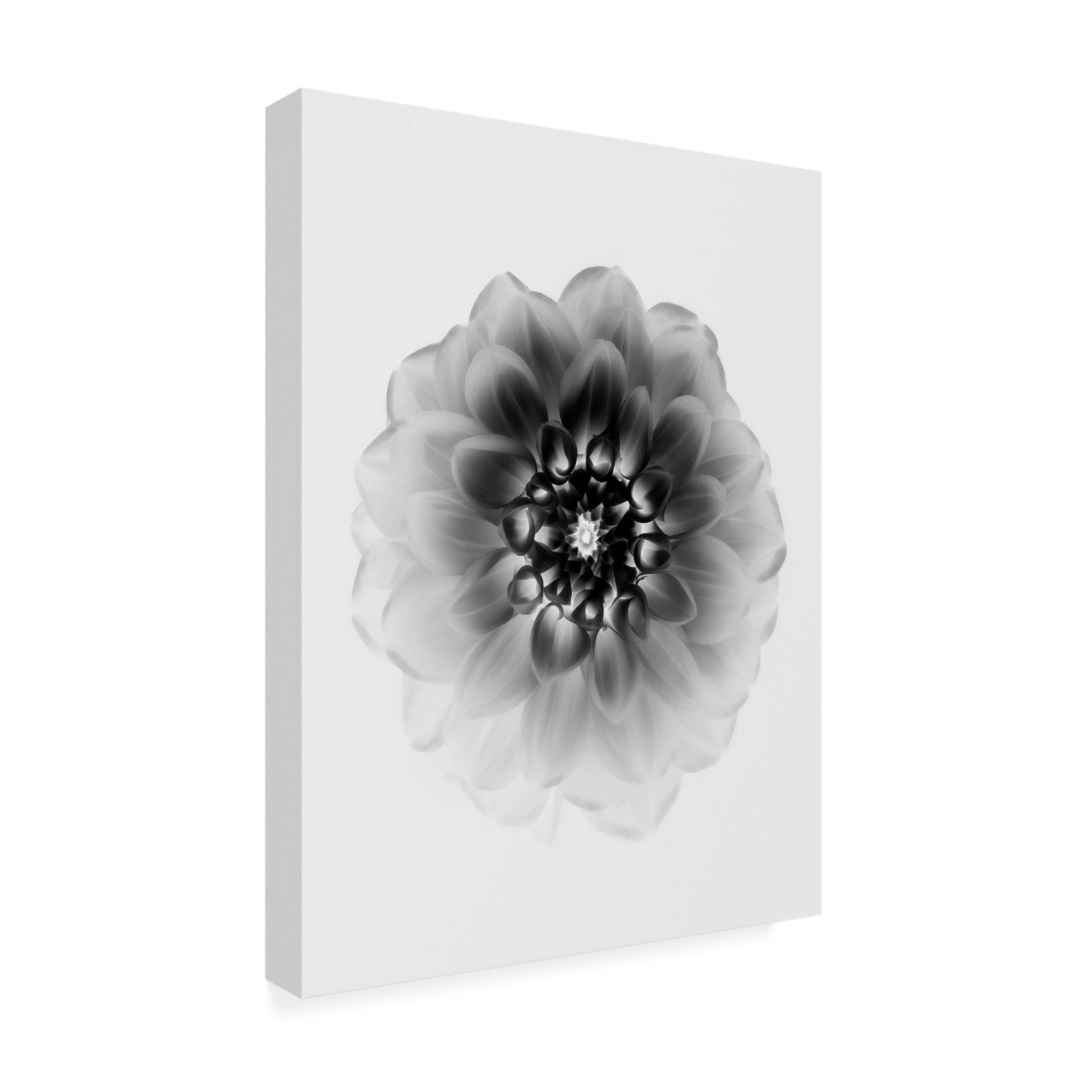 Trademark Fine Art Alex Zhao X Ray Canvas Wall Art