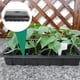 thumbnail image 3 of GOOHOCHY 3 sets Práctica caja de plántulas Kit de semillas conjunto de caja de germinación (negro agujero negro), 3 of 8