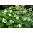 thumbnail image 1 of 40 White OAK LEAF HYDRANGEA Quercifolia Shrub Flower Seeds, 1 of 5