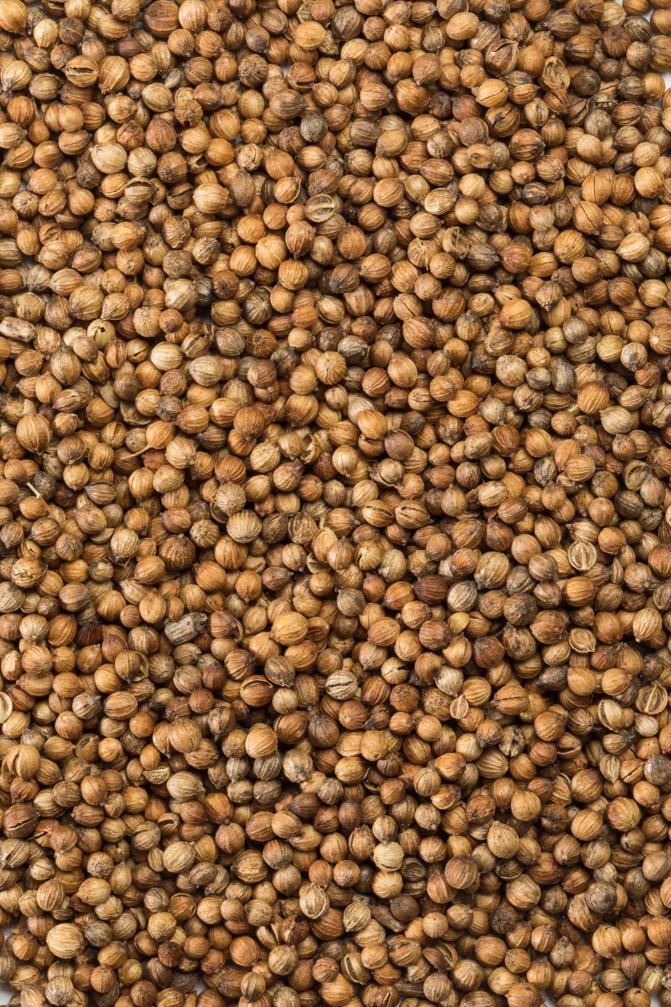 McCormick Gourmet Organic Coriander Seed, 0.87 oz Mixed Spices & Seasonings - image 2 of 11