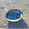 thumbnail image 5 of IMPERFECT Vibrant 6"-6.5" Large Abalone Shells, Discounted!, 5 of 10