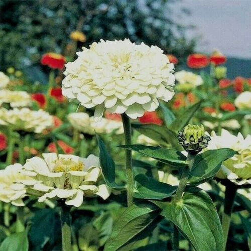 300+ZINNIA "POLAR BEAR" Seeds Double 4"-5" White Flowers Blooms Summer into Fall 