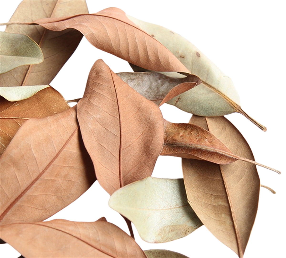 0.26LB Organic Magnolia Leaf Litter for Reptiles,Heat Treated Terrarium Substrate for Bioactive Enclosures,Isopods,Frogs,Turtles
