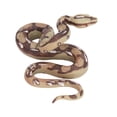 thumbnail image 4 of Juguete de Serpiente, Bromas de Serpientes Portátiles Realistas Juguete Suave Lavable para Aduldos para Jardín, 4 of 7