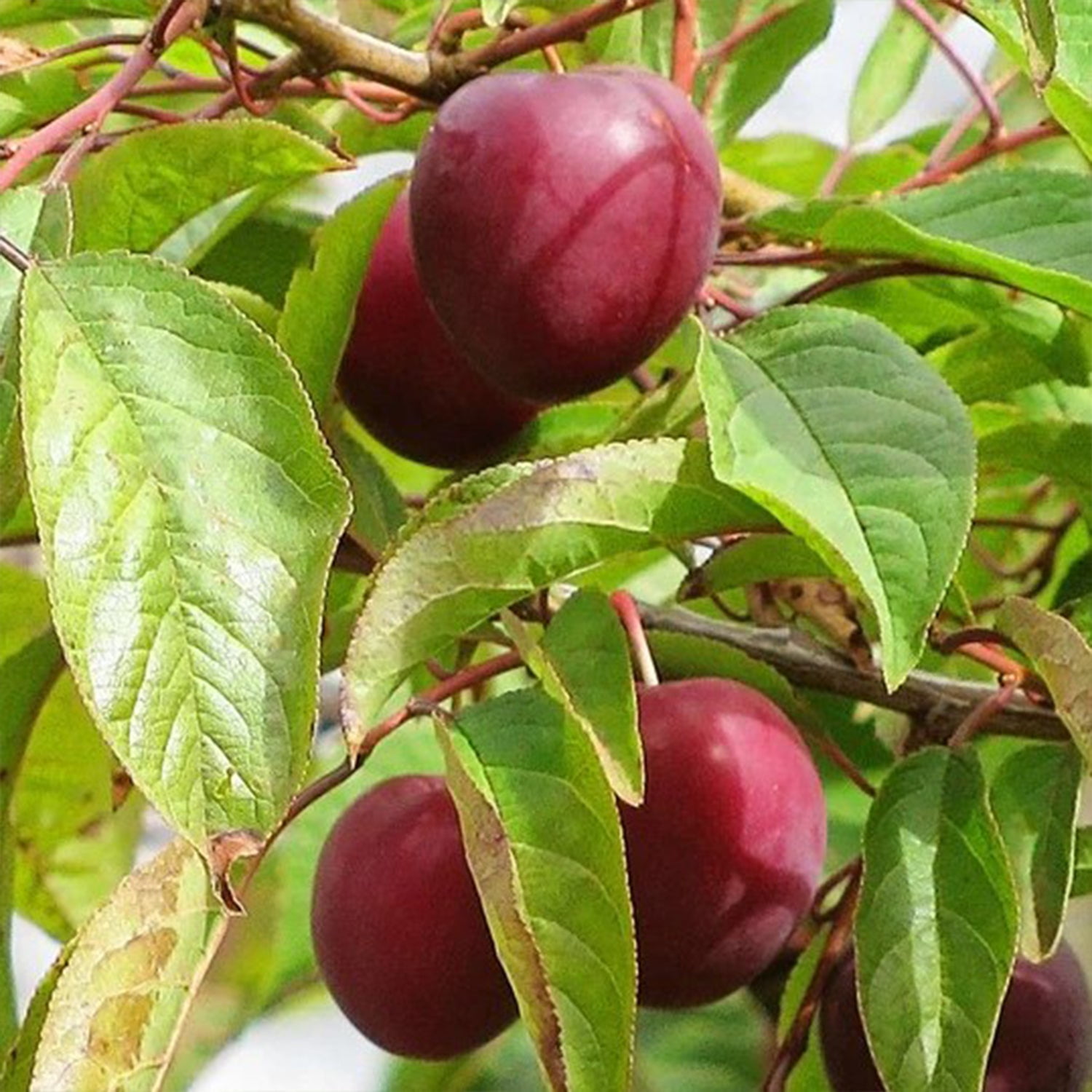 Expert Gardener 3-4 ft. tall Methley Plum Live Tree in 7- Gallon Grower Pot