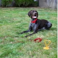 thumbnail image 3 of Dog Tie Down Ground Stakes and Cable Leads Durable Heavy Duty Outdoor Control (30 foot Heavy Duty Lead), 3 of 12