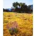 thumbnail image 2 of Talbot Frank, Christopher 20x23 White Modern Wood Framed Museum Art Print Titled - California, Cuyamaca Rancho SP Flower landscape, 2 of 4