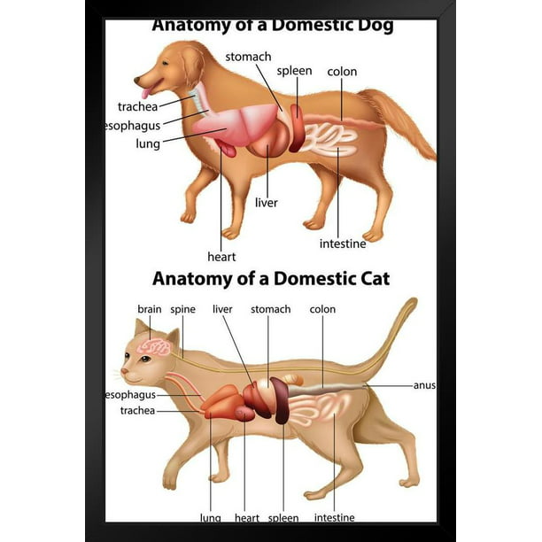 Anatomy Of Domestic Dog And Cat Educational Chart Animal Biology Science  Classroom Class Scientific Medical Organs Diagram Terminology Stand or Hang  Wood Frame Display 9x13 
