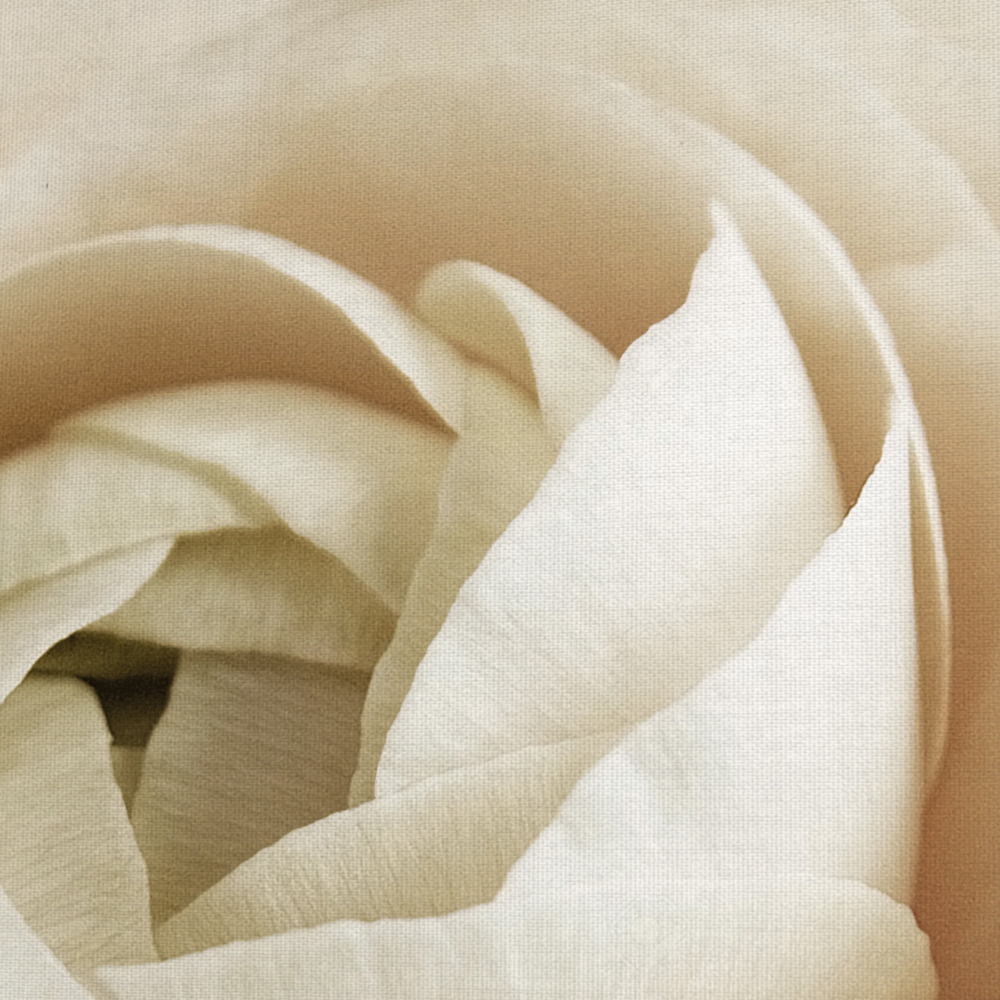 Masterpiece Art Gallery Dream Rose By Rebecca Swanson Canvas Art Print 30" x 30"