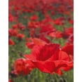 thumbnail image 2 of Larson, Scott 15x18 Gold Ornate Wood Framed with Double Matting Museum Art Print Titled - Poppy Field I, 2 of 4
