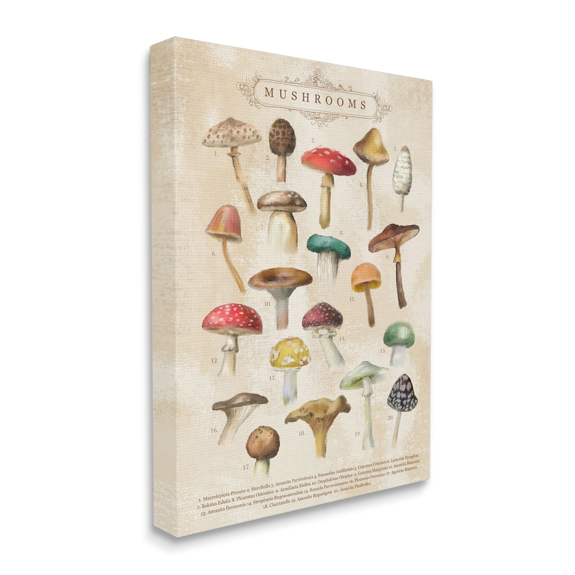 Stupell Industries Vintage Mushrooms Nature Studies Landscape Painting Gallery Wrapped Canvas Print Wall Art