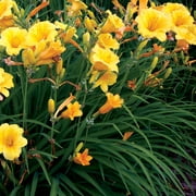 Hemerocallis Yellow Daylily Plant| 2.5 QT Grow Pot| Direct Sunlight| Flowering Plant| By Altman Plants