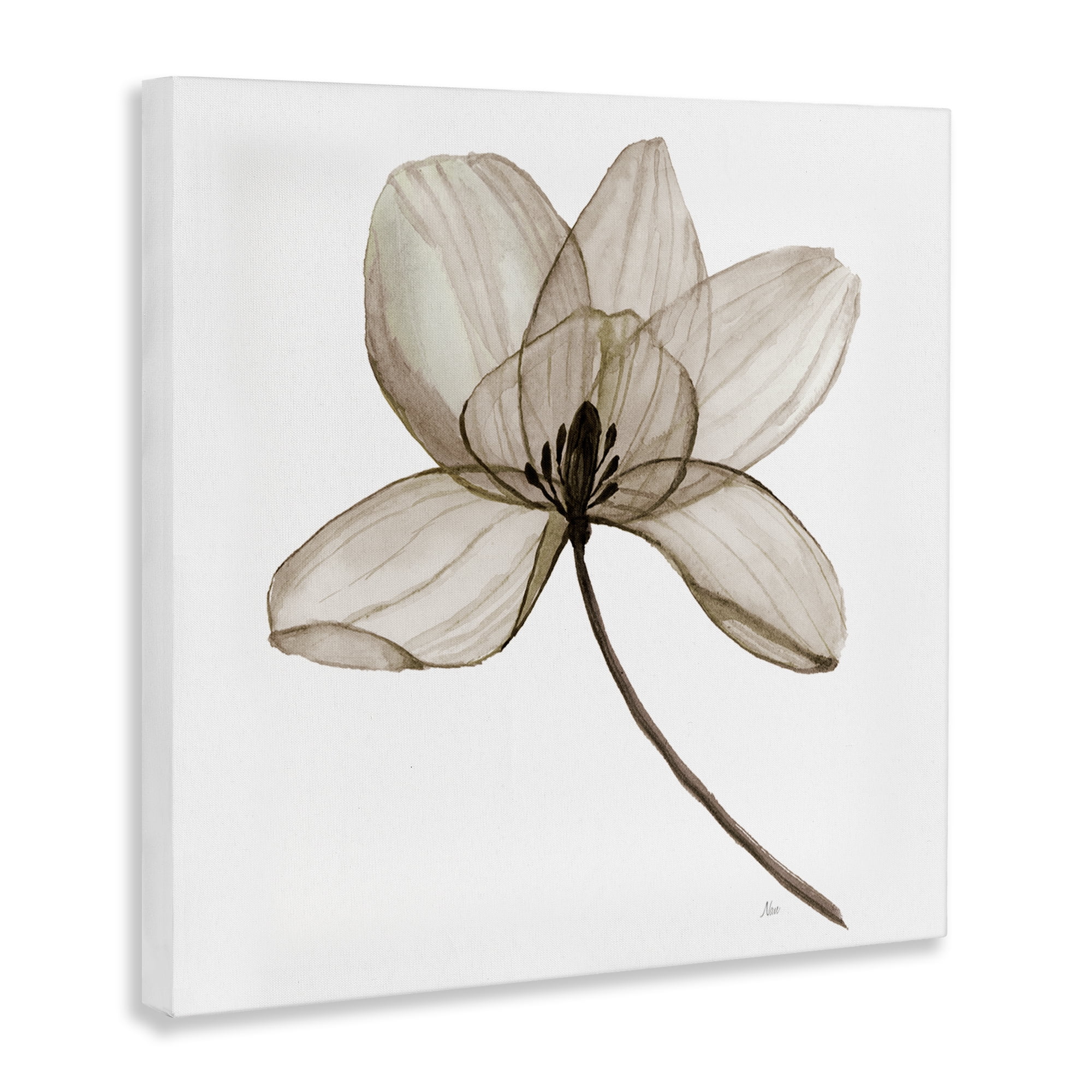 Stupell Industries Beige Opaque Blossom Plants & Flowers Painting Wrapped Canvas Art Print Wall Art, 24 x 24