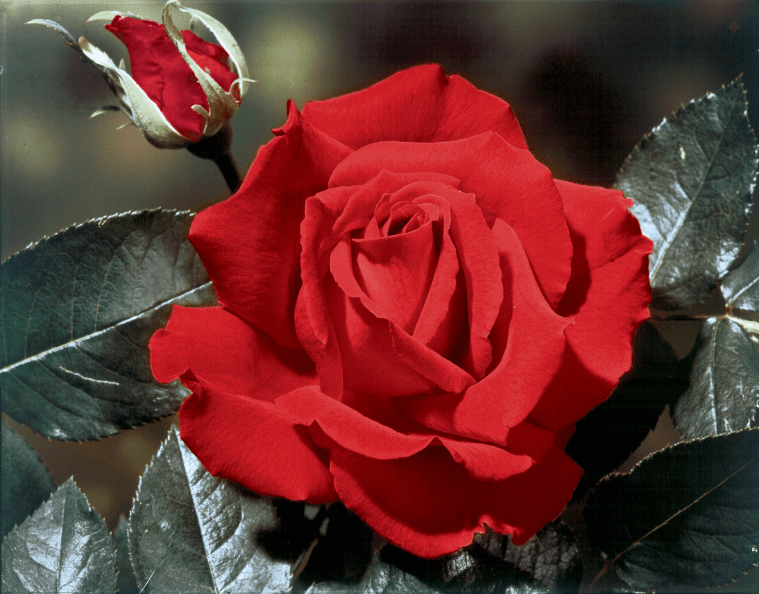 Christian Red Rose Plant Live, Fragrant Hybrid Tea Rose Flowers Well Rooted Plant for Planting Indoor Outdoor, 4 to 8 Inch Tall, Ship No Pot