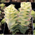 thumbnail image 4 of Crassula Perforata String of Buttons Variegata Succulent Live Plant 2 Inch for Indoor Outdoor Home Office Garden Decor, 4 of 6