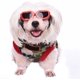 thumbnail image 2 of Gafas de sol para perros y gatos al aire libre, anti-UV, impermeables, a prueba de viento, antivaho, para mascotas pequeñas, negras, 2 of 5