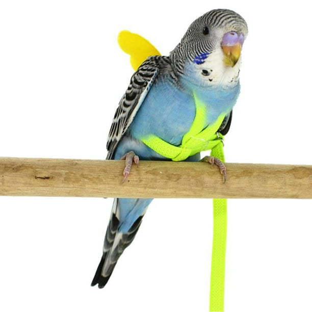 Budgie leash clearance