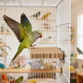thumbnail image 4 of Parrot Cardboard Perch Platform Durable Bird Stand - Foraging Chewing Toy for Parakeets Cockatiels Budgies, Easy to Clean Bird Cage Accessory, Suitable for Small to Medium Parrots, 4 of 5