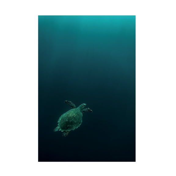 Canvas Wall Art - Serge Melesan 'The Fly Of The Hawksbill' Wall Art for Living Room, Bedroom, or Office Décor by Trademark Fine Art - 12 x 19 Inches
