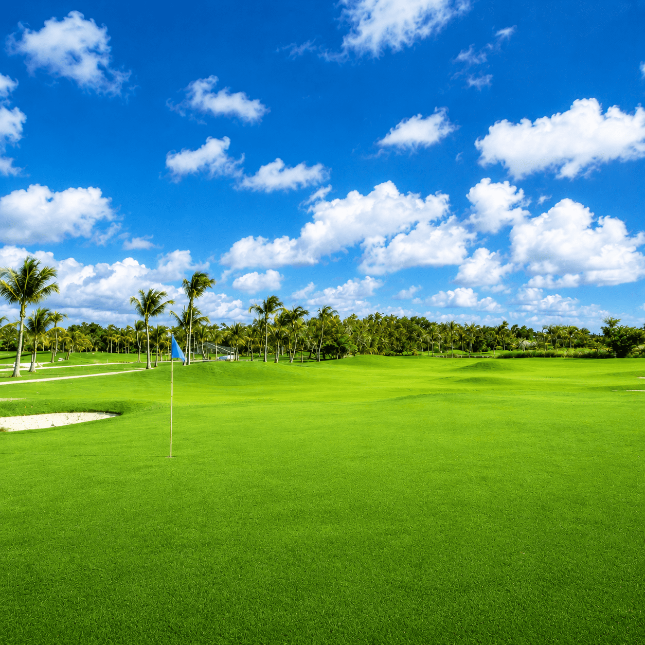 Desert Sun Marketing Blackjack Bermuda Grass Plant Seeds