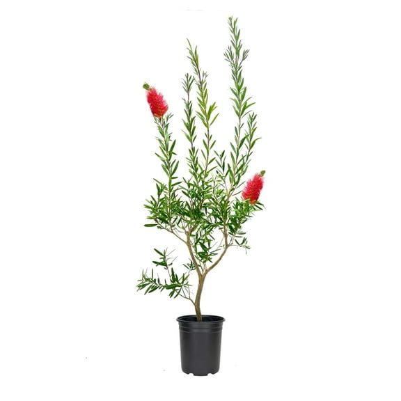 Bottlebrush Red Cluster  3 Live Quart Size Plants  Callistemon citrinus  Perfect for Gardens & Landscaping  Easy to Grow & Low Maintenance Vibrant Shrub