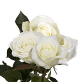 thumbnail image 4 of Two Dozen White Roses with Baby's breath and Green- Fresh Flower Delivery, 4 of 6