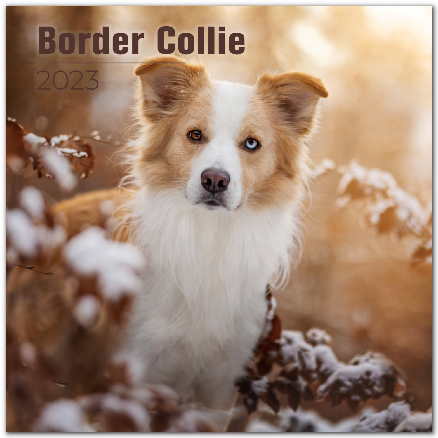 2022 2023 Border Collie Calendar - Dog Breed Monthly Wall Calendar - 12 x 24 Open - Thick No-Bleed Paper - Giftable - Academic Teacher's Planner Calendar Organizing & Planning - Made in USA
