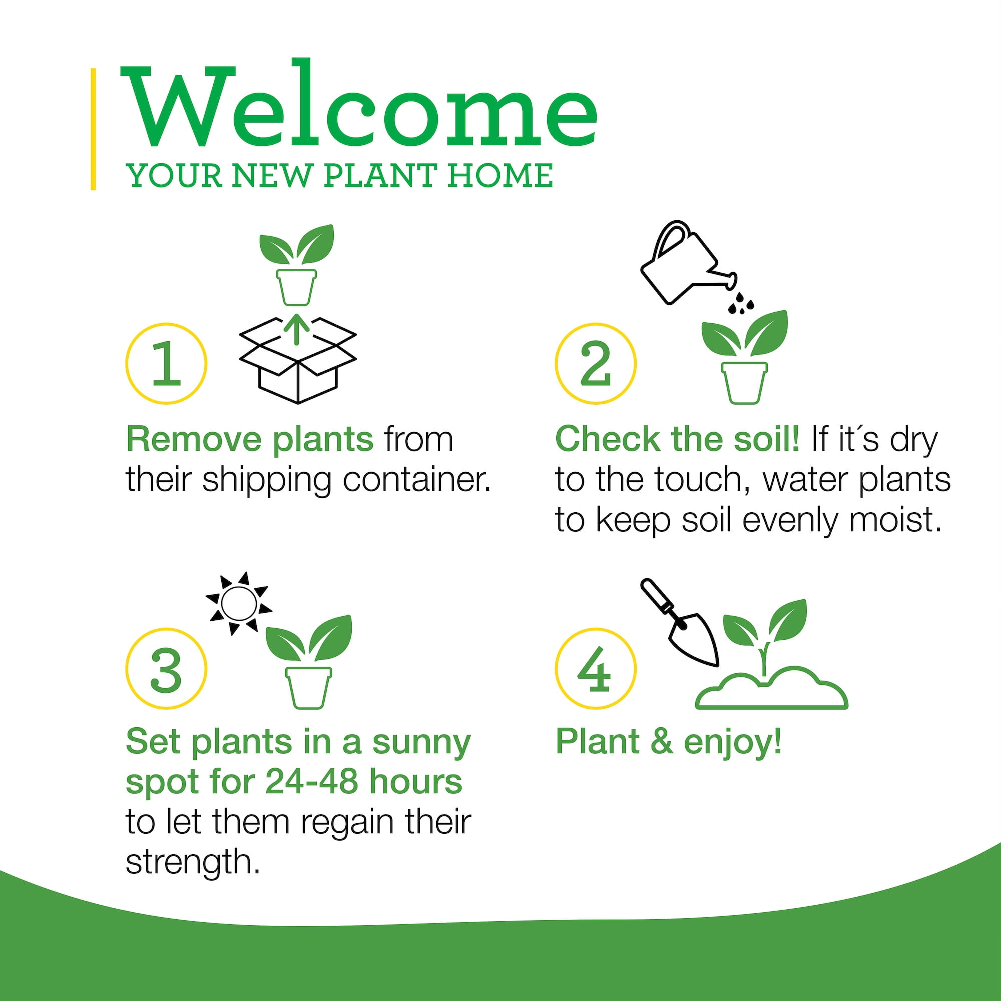 (3 pack) Bonnie Plants Thai Basil Live Plants