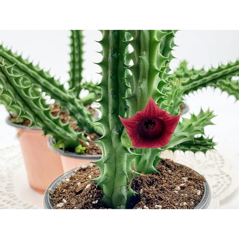 Huernia Stapelia Combo Bundle Variety Pack, Starfish Lifesaver Cactus, Red  Dragon, & Black Bells Flower schneideriana, zebrina, leendertziae -  Walmart.com