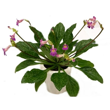 Rare Moonlight Asian Violet - Primulina - House Plant - 2.5" Pot