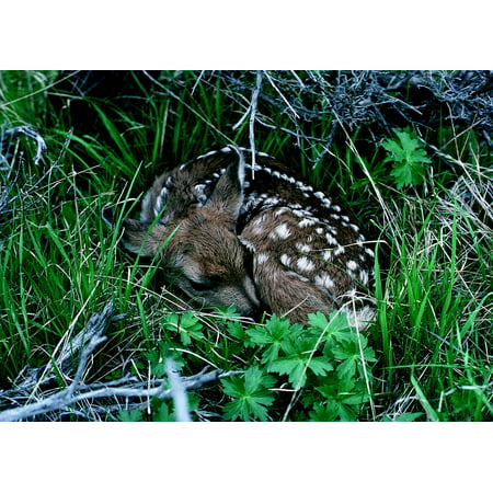 Canvas Print Deer Wild Young Baby Grass Wildlife Fawn Cute Stretched Canvas 10 x