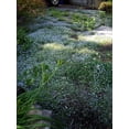 thumbnail image 5 of Elfin Thyme&ndash;Low&ndash;Growing Ground Cover&ndash;Aromatic Foliage  1 Gallon, 5 of 12