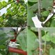 thumbnail image 5 of Herramienta para atar plantas, herramienta para atar uvas, frambuesas, tomates y, 5 of 7