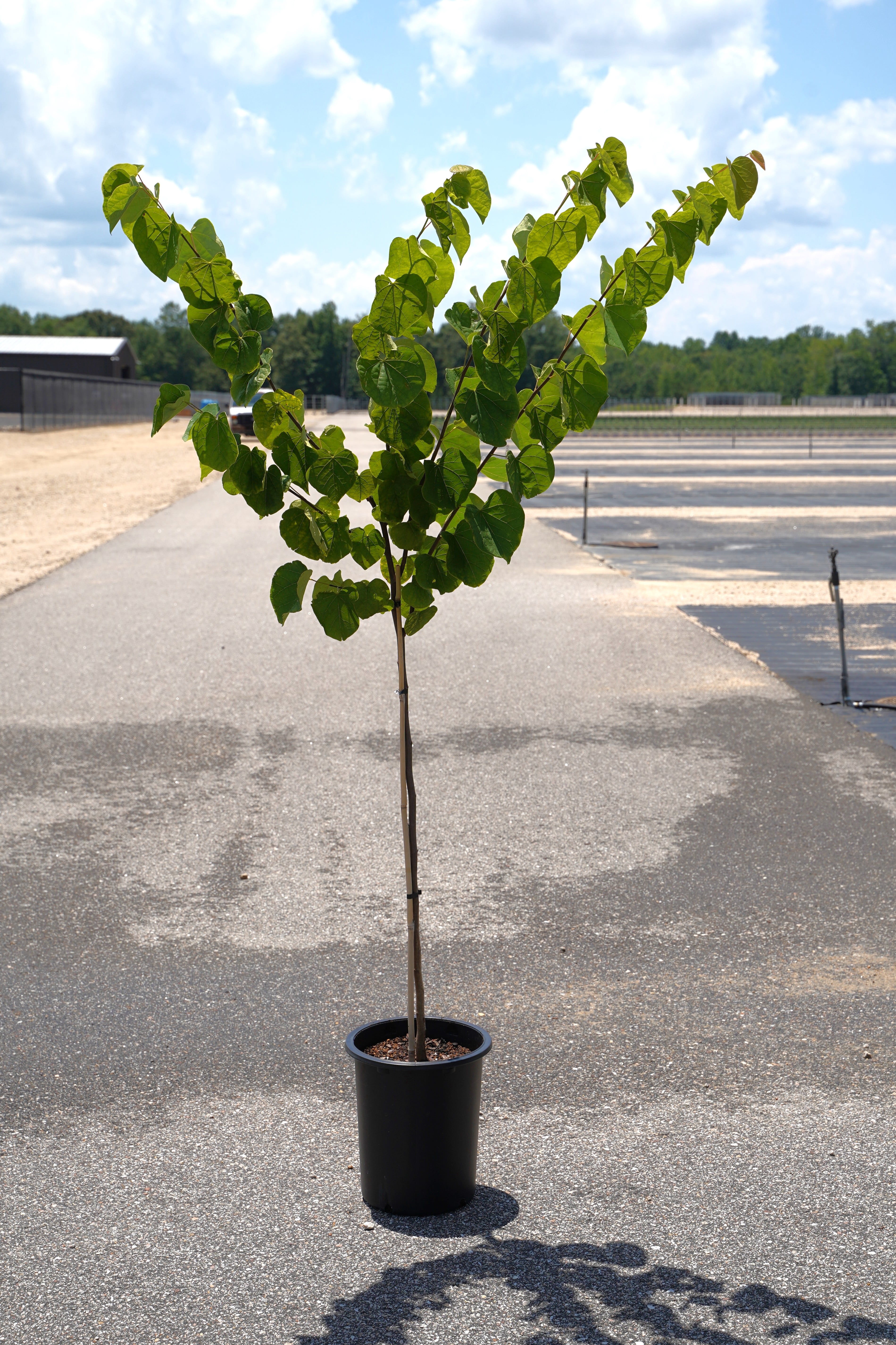 Expert Gardener 3.25 Gallon Eastern Red Bud Live Tree