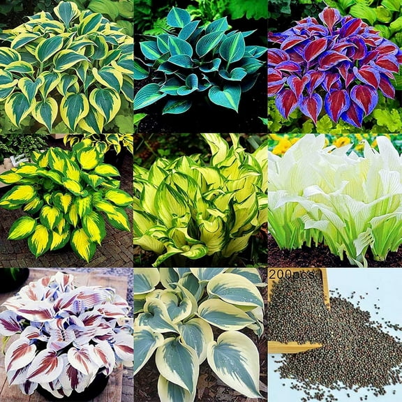 100 Mixed Hosta Jardin Perennial Lily MVR1 Flower Seeds, High Germination, Vibrant Colors, Ground Cover Garden Plant for Backyard, Sidewalks & Landscaping
