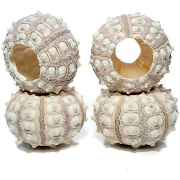 Sea Urchin 4 Sputnik Sea Urchin Shell | 4 Purple Sputnik Sea Urchin Shells for Craft and Decor