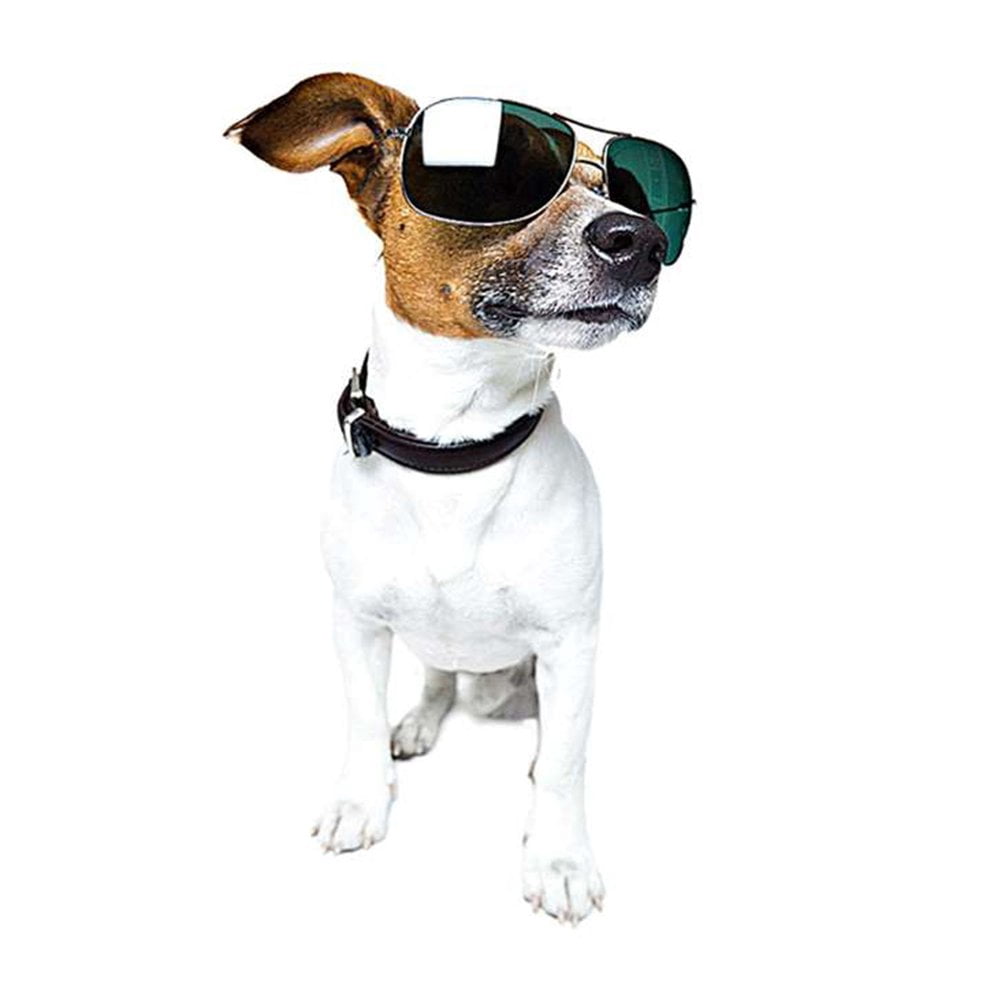 dog wearing sunglasses