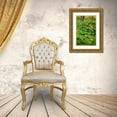 thumbnail image 3 of Rotenberg, Nancy 11x14 Gold Ornate Wood Framed with Double Matting Museum Art Print Titled - USA, Michigan Maiden hair fern in forest, 3 of 4