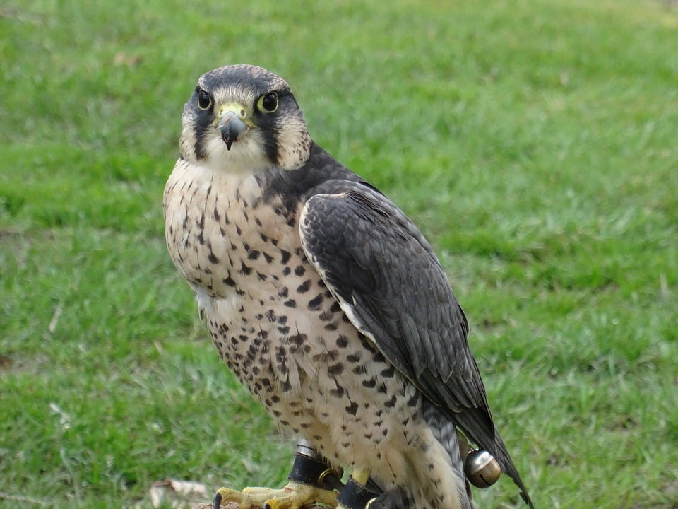 falcon bird of prey falcon bird of prey