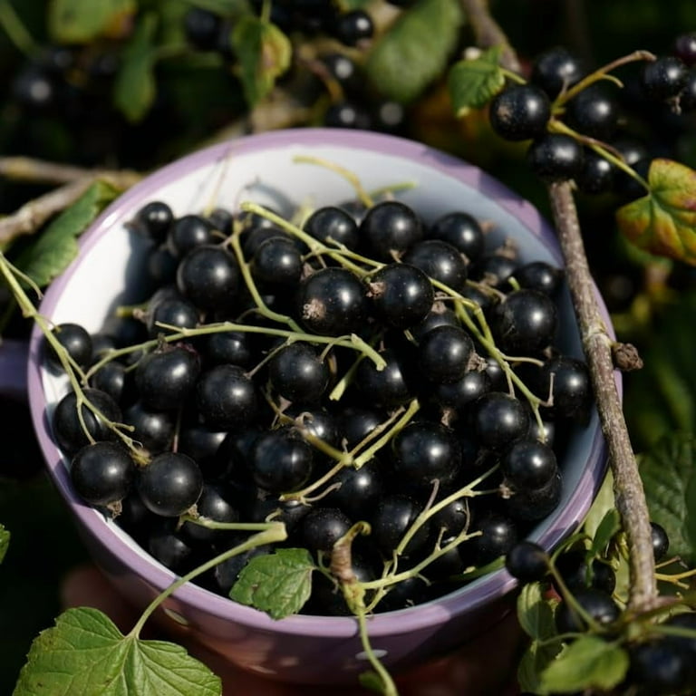 Black Currant Powder Black Currant Seedlings - 3 Rooted Plants Ready For  Garden Planting Black Currant Trees For Sale