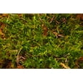 thumbnail image 3 of Josh's Frogs Live Fresh Sheet Moss (2 Quart), 3 of 3