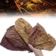 thumbnail image 3 of Acuario Elemi Leaf NUEVO B3Z0, 3 of 8