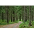 thumbnail image 2 of Molinari, Michele 14x11 Black Ornate Wood Framed with Double Matting Museum Art Print Titled - Finlandia-Savonlinna-dirt road in a spruce forest, 2 of 4