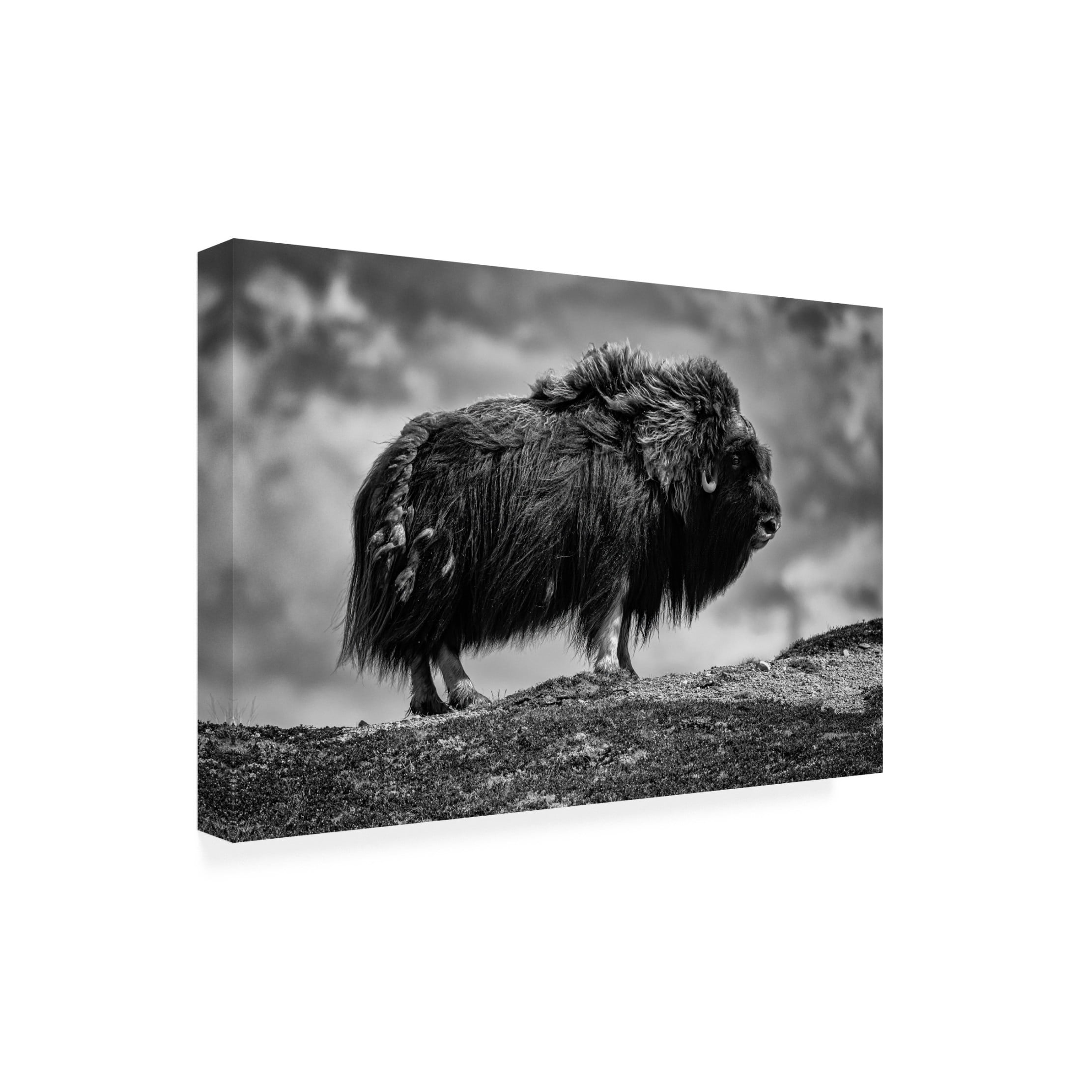 Trademark Fine Art Bjoern Alicke male Musk ox Canvas Wall Art