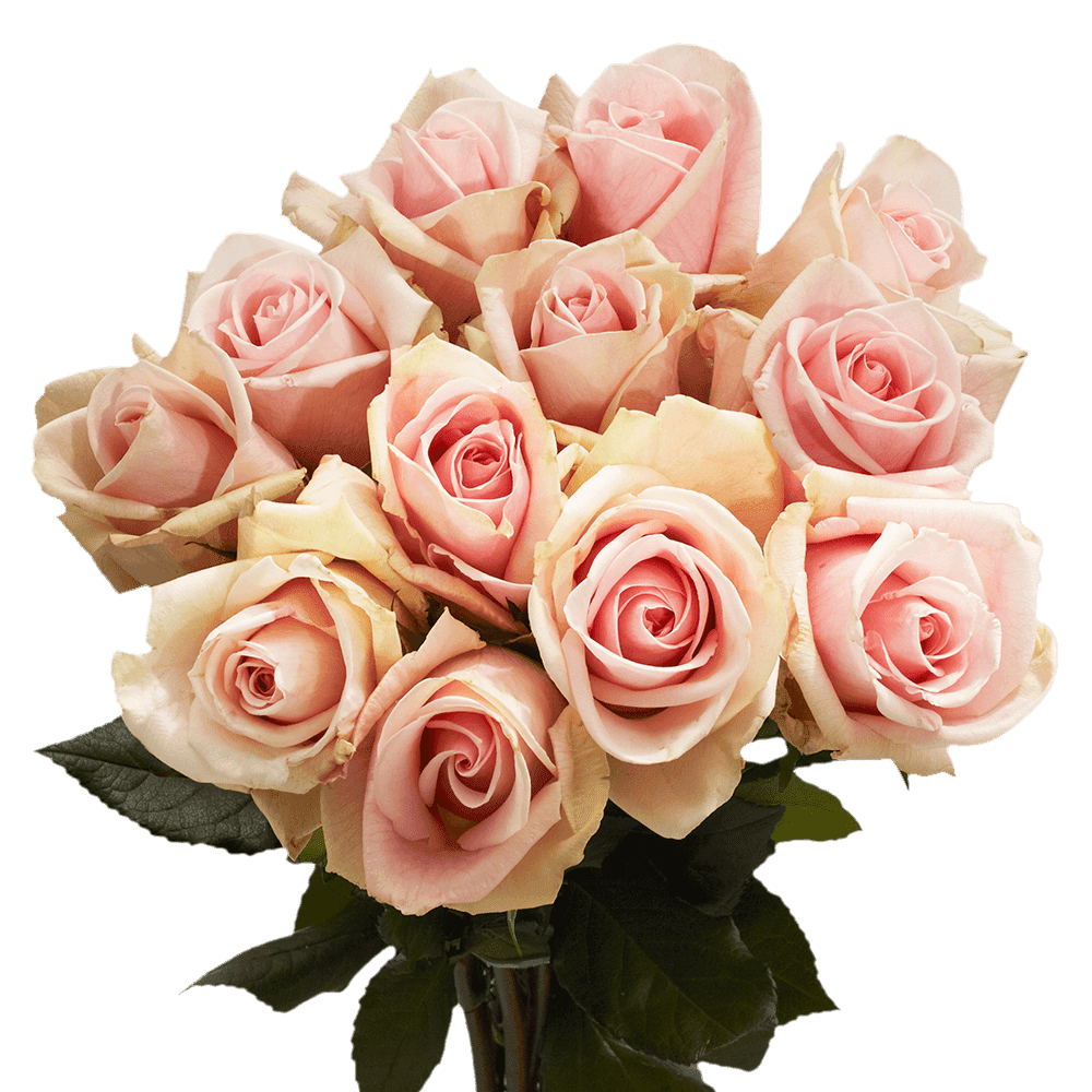 50 Stems Of Light Pinkpeach Fenice Roses Beautiful Fresh Cut Flowers