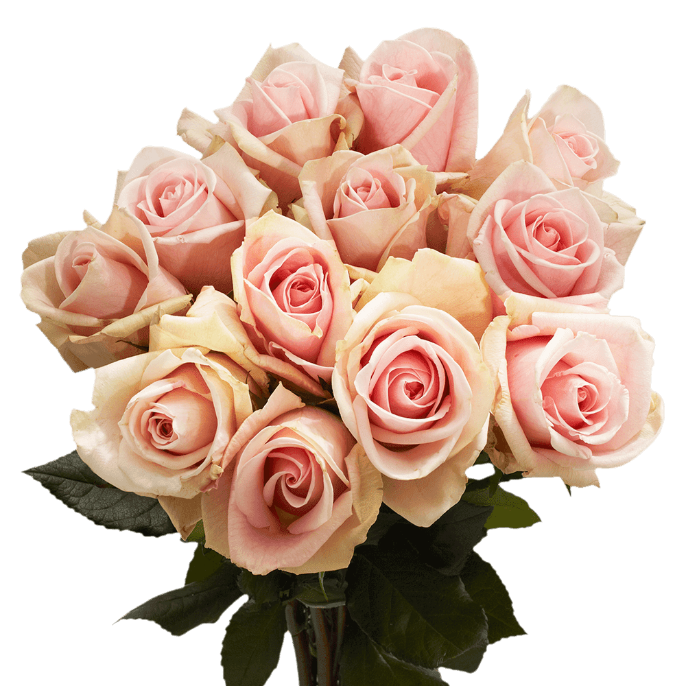 50 Stems of Light Pink/Peach Fenice Roses Beautiful Fresh