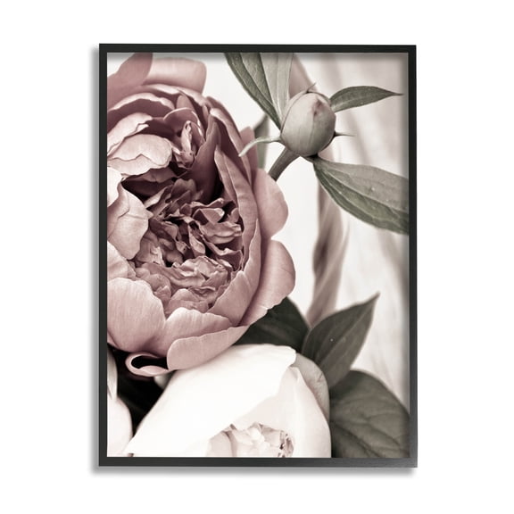 Blooming Peony Flower Buds Botanical & Floral Photograph Black Framed Art Print Wall Art