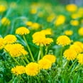 thumbnail image 4 of St-Francis - Dandelion, 50ml, 4 of 5