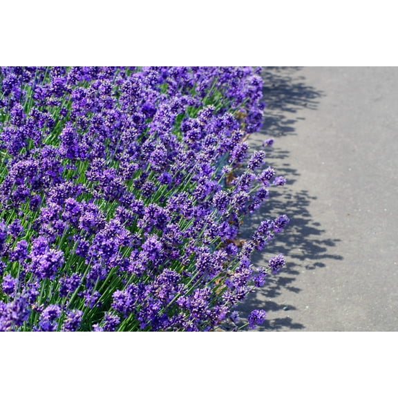 20 DWARF MUNSTEAD LAVENDER Blue English Lavandula Angustifolia Munstead Purple Fragrant Flower Herb Seeds